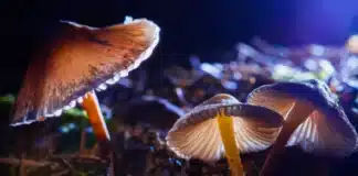 Magic mushrooms cancer
