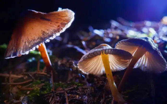 Magic mushrooms cancer