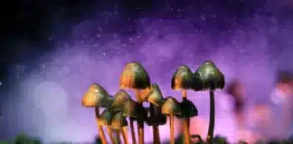 Magic mushrooms Magic mushroom