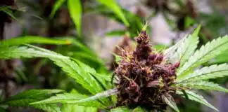 Purple flowering cannabis New York