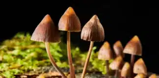 psilocybin mushrooms bipolar