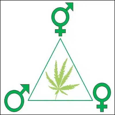 Cannabis-Gender-Diagram Rimrock