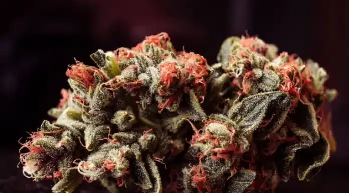 Cannabis flower Minnesota loophole