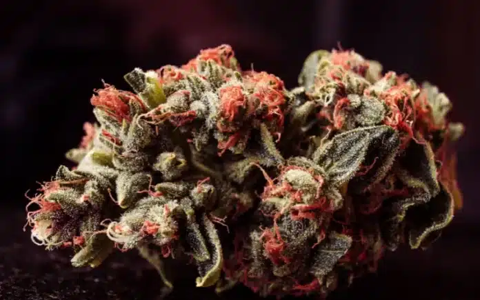 Cannabis flower Minnesota loophole