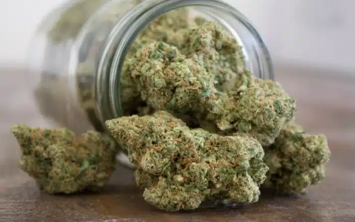 Cannabis nugs spilling from jar Georgetown