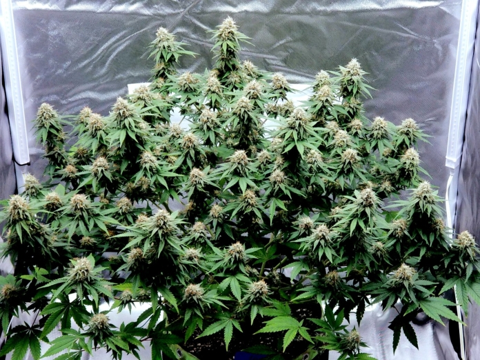 420 Magazine's Plant of the Month January 2024 - Trainwreck by 2Water