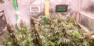 420 Magazine's Grow Journal of the Month January 2024 by Absorber