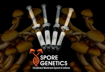 Spore Genetics Mushroom Spores