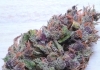 420 Magazine's Nug of the Month January 2024 - Wizard Auto by VirginGround