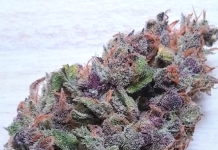 420 Magazine's Nug of the Month January 2024 - Wizard Auto by VirginGround