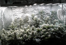 420 Magazine's Grow Journal of the Month February 2024 by Regrowth