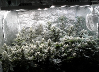 420 Magazine's Grow Journal of the Month February 2024 by Regrowth