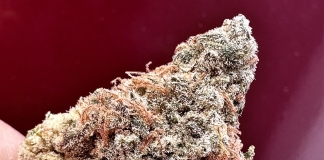 420 Magazine's Nug of the Month February 2024 - Skywalker by Jon