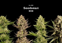New F1 Fast Cannabis Strains From Seedsman