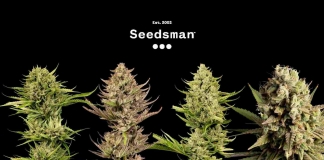 New F1 Fast Cannabis Strains From Seedsman
