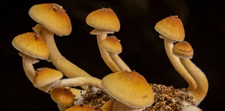 Spore Genetics Exceptional Mushroom Spores