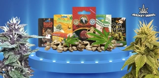 Rocket Seeds Cannabis Strains from Worldwide Breeders